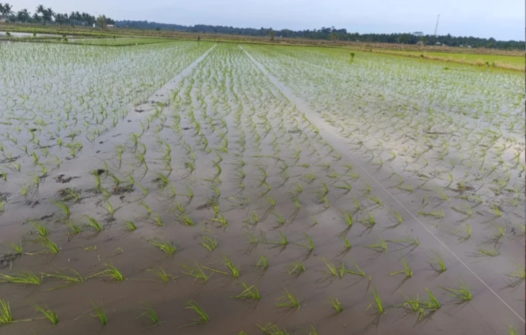 Petani Desa Rias Menjerit, Bantuan Oplah Diduga Disunat: Katanya untuk Operasional