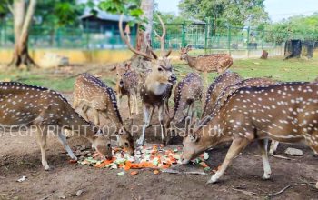 PT Timah Lestarikan Satwa Endemik Lewat Program Kehati dan Pusat Penyelamatan Satwa
