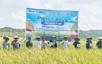 Panen Raya di Desa Batu Betumpang, Wakil Bupati Basel Puji Kolaborasi PT Pusri dengan Petani