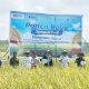 Panen Raya di Desa Batu Betumpang, Wakil Bupati Basel Puji Kolaborasi PT Pusri dengan Petani