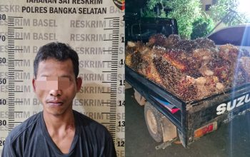Konsumsi Sabu Sebelum Beraksi, Pencuri Sawit di Bangka Selatan Ditangkap, Satu Pelaku Buron