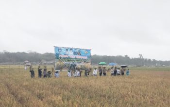 Rintik Hujan Tak Halangi Petinggi di Bangka Barat Ikut Panen Padi di Desa Simpang Yul