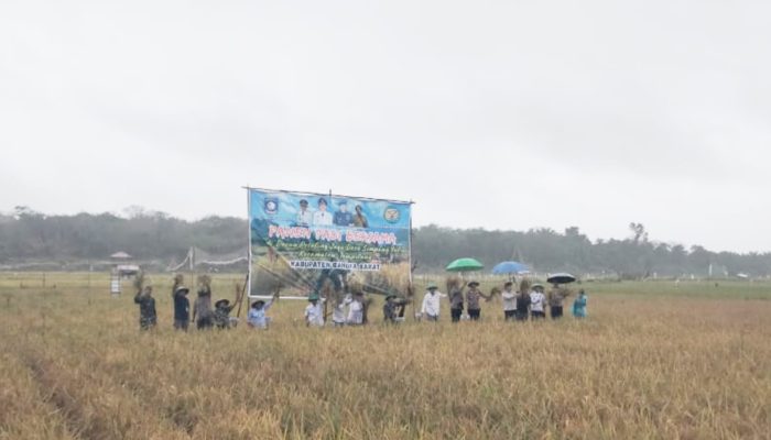 Rintik Hujan Tak Halangi Petinggi di Bangka Barat Ikut Panen Padi di Desa Simpang Yul
