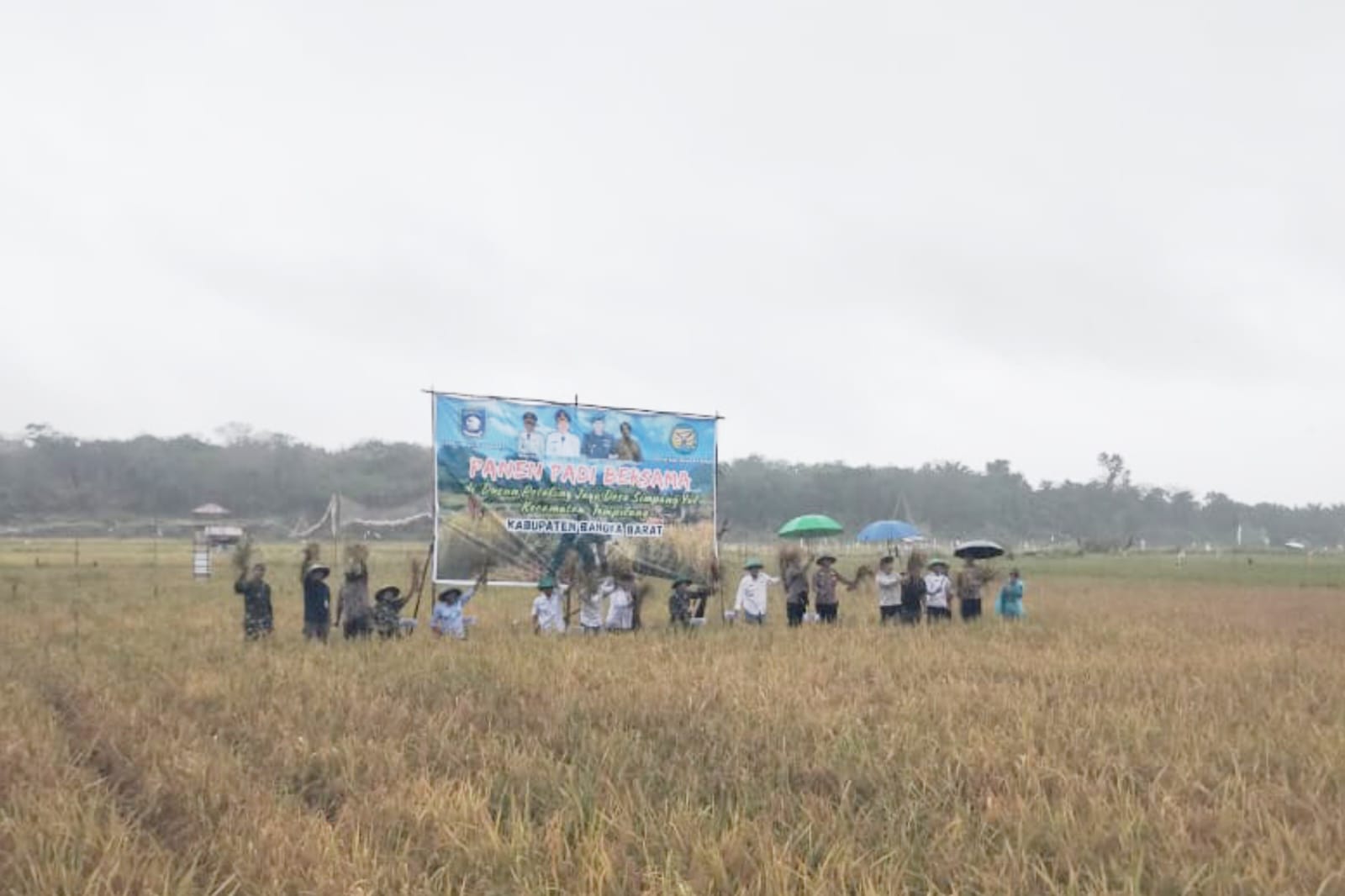 Rintik Hujan Tak Halangi Petinggi di Bangka Barat Ikut Panen Padi di Desa Simpang Yul