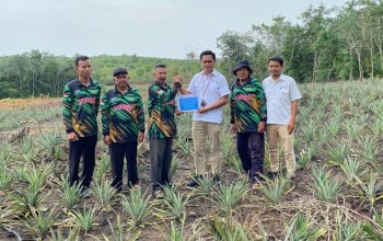 PT Timah Bantu Petani Kundur Lewat Bibit Nanas untuk Perkuat Ekonomi