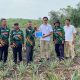 PT Timah Bantu Petani Kundur Lewat Bibit Nanas untuk Perkuat Ekonomi
