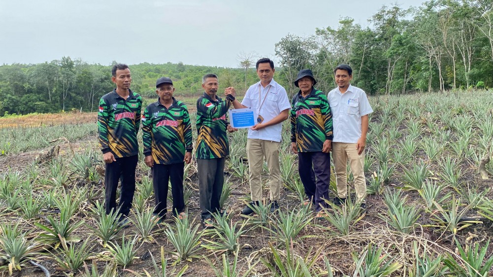 PT Timah Bantu Petani Kundur Lewat Bibit Nanas untuk Perkuat Ekonomi
