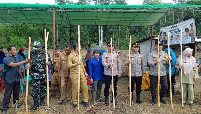 Jagung dari Kundi, Benih Harapan di Tengah Rimbun Sawit