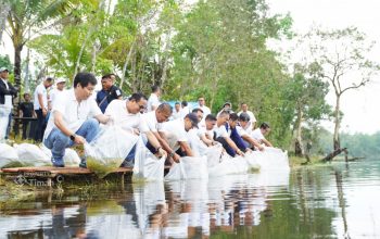 Optimalisasi Lahan Pascatambang, PT Timah Tebar 15 Ribu Bibit Ikan di Kolong Bangka