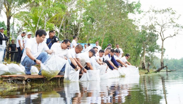 Optimalisasi Lahan Pascatambang, PT Timah Tebar 15 Ribu Bibit Ikan di Kolong Bangka