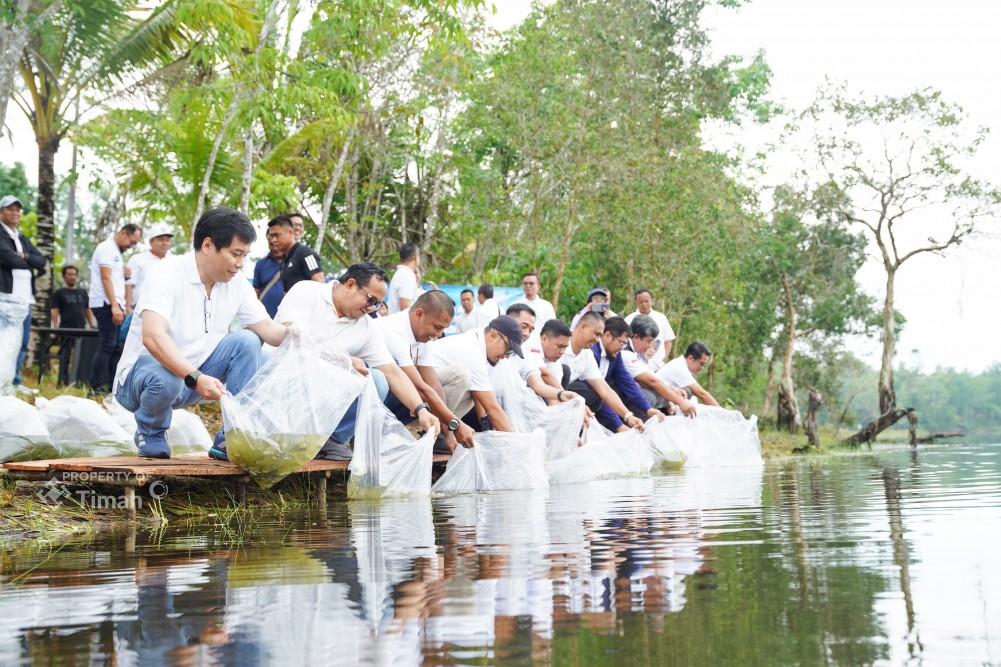 Optimalisasi Lahan Pascatambang, PT Timah Tebar 15 Ribu Bibit Ikan di Kolong Bangka