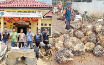 Embat Buah Sawit di Kebun PT BAM, 3 Warga Desa Jelutung II Simpang Rimba Dibekuk Polisi, 1 Pelaku Buron