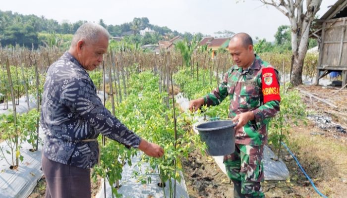 Babinsa Koramil 2306/Mancak Aktif Bantu Warga Melalui Kegiatan Bintahwil