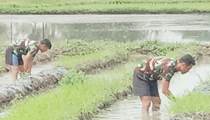 Babinsa Koramil 2301/Cilegon Gelar Kegiatan Bintahwil Bersama Kelompok Tani di Dua Wilayah