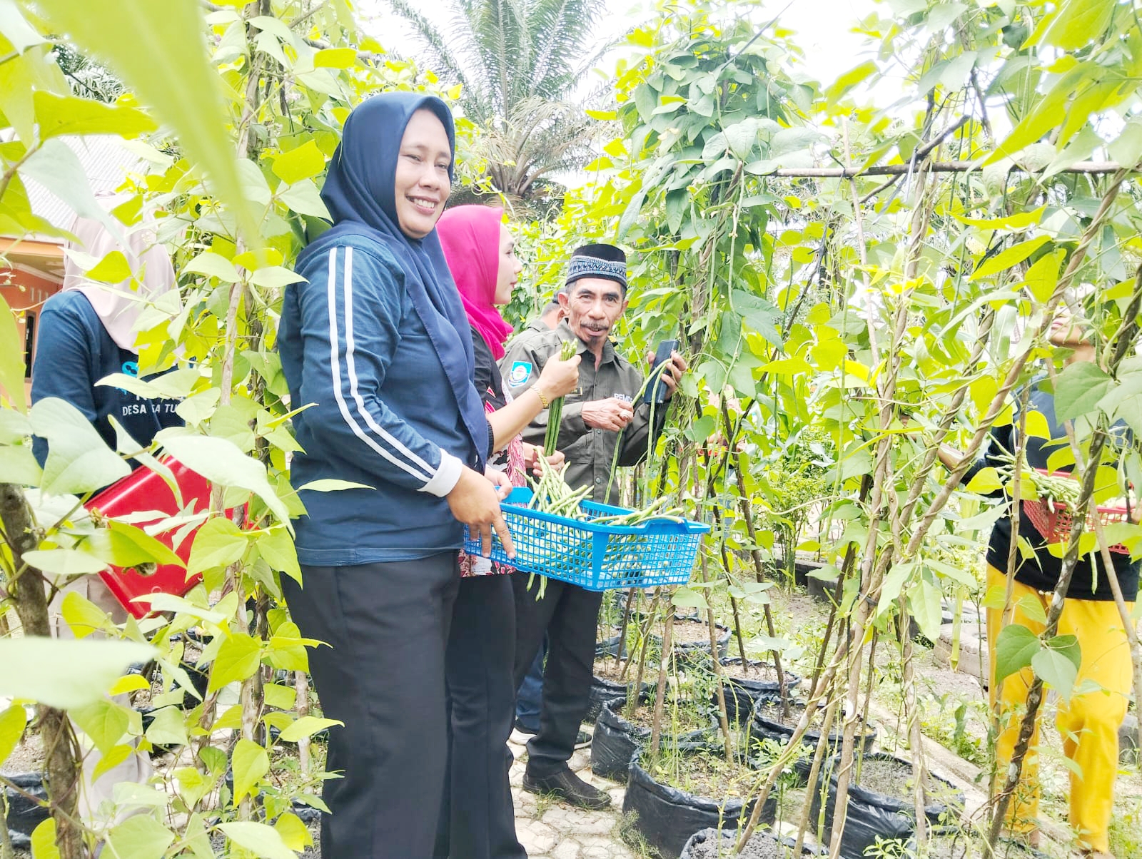 Anjaseno Sulap Pekarangan Jadi Sumber Pangan Mandiri