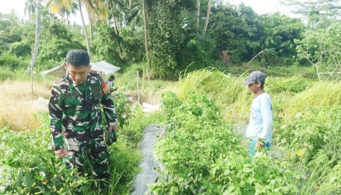 Babinsa Koramil 2305/Cinangka Dampingi Petani dalam Perawatan Tanaman Cabai dan Timun