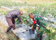 Babinsa Koramil 2306/Mancak Dampingi Warga dalam Pemeliharaan Ketapang di Dua Desa