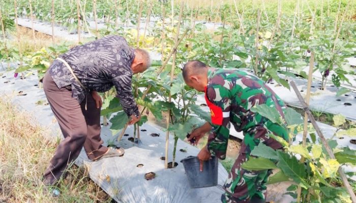 Babinsa Koramil 2306/Mancak Dampingi Warga dalam Pemeliharaan Ketapang di Dua Desa