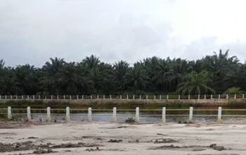 Ironi di Tengah Konflik Desa Pergam, Sawit Diduga Milik Kubu Kontra Tumbuh Subur Dekat Embung Sawah