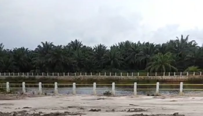 Ironi di Tengah Konflik Desa Pergam, Sawit Diduga Milik Kubu Kontra Tumbuh Subur Dekat Embung Sawah