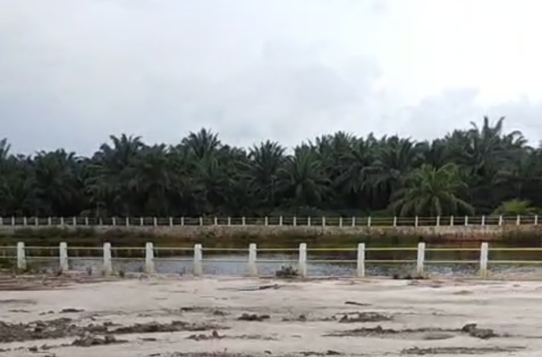 Ironi di Tengah Konflik Desa Pergam, Sawit Diduga Milik Kubu Kontra Tumbuh Subur Dekat Embung Sawah