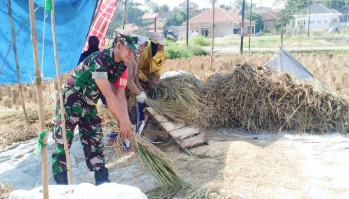 Koramil 2306/Mancak Laksanakan Bintahwil di Sekolah dan Area Persawahan