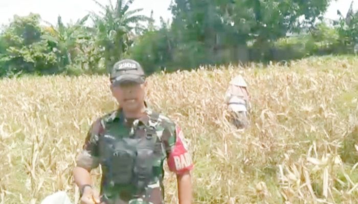 Babinsa Koramil 2302/Bojonegara Dampingi Petani Panen dan Olah Lahan di Dua Desa