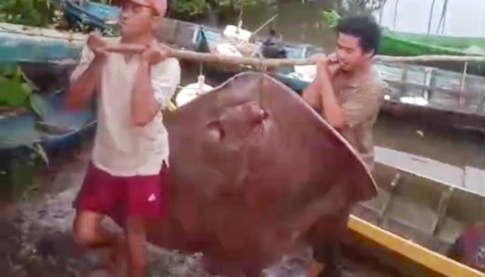 Nelayan Teluk Kelabat Berhasil Tangkap Ikan Pari 80 Kg Saat Melaut