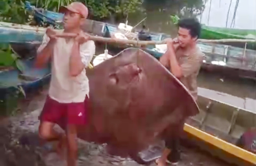Nelayan Teluk Kelabat Berhasil Tangkap Ikan Pari 80 Kg Saat Melaut