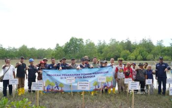 Perkuat Ekosistem Pesisir, PT Timah Tanam 5.000 Mangrove di Pantai Rebo Bangka