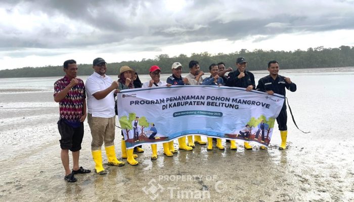 Perkuat Kawasan Pesisir, PT Timah Kembali Tanam Mangrove di Belitung