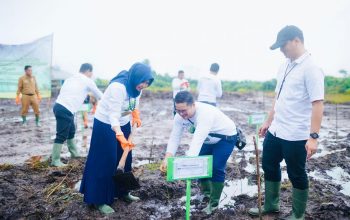 Dukung Transisi Energi Bersih, PLN Babel Tanam 10 Ribu Bibit Kaliandra di Belitung Timur