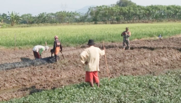 Koramil 2302/Bojonegara Dampingi Pembinaan Ketahanan Wilayah di Desa Bojonegara dan Kertasana