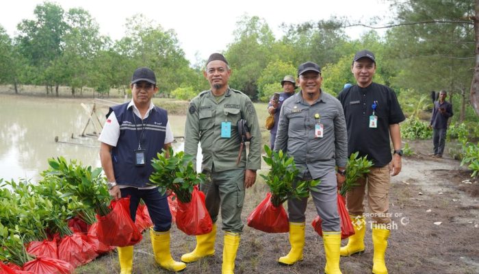 Lewat Program TJSL, PT Timah Tbk Tanam Belasan Ribu Mangrove di Kundur dan Meranti