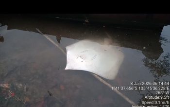 Pari 50 Kg Muncul di Perairan Mengkubung, Bangka