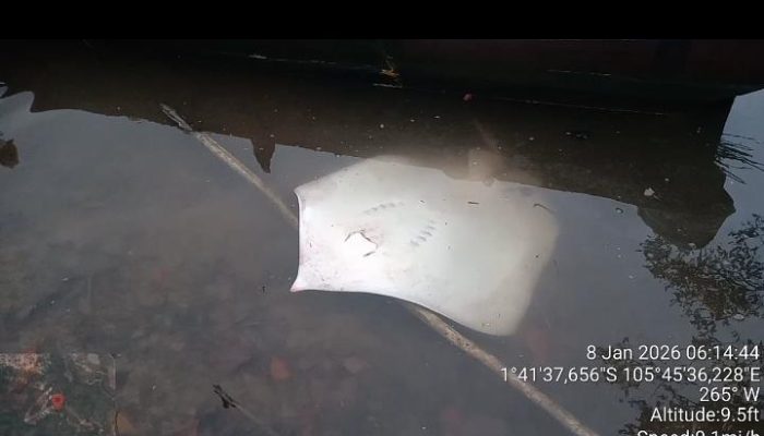 Pari 50 Kg Muncul di Perairan Mengkubung, Bangka