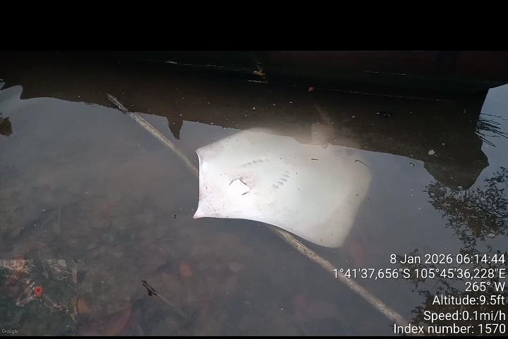 Pari 50 Kg Muncul di Perairan Mengkubung, Bangka