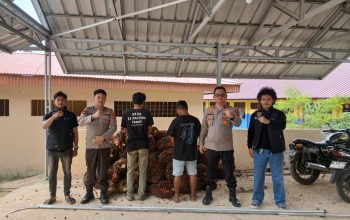 Gelapkan Sawit Perusahaan, Dua Buruh Kebun di Bangka Selatan Diciduk Polisi