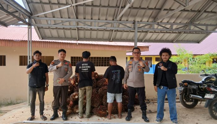 Gelapkan Sawit Perusahaan, Dua Buruh Kebun di Bangka Selatan Diciduk Polisi
