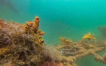 Pulihkan Terumbu Karang, PT Timah Realisasikan 45 Coral Garden Sepanjang 2025