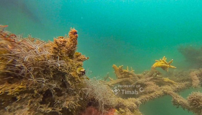 Pulihkan Terumbu Karang, PT Timah Realisasikan 45 Coral Garden Sepanjang 2025