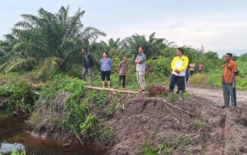 Asen Sungailiat Disebut Pemilik Sawit di Lahan Sawah LP2P Limus, Rina Tarol Minta APH Sikat Mafia Tanah