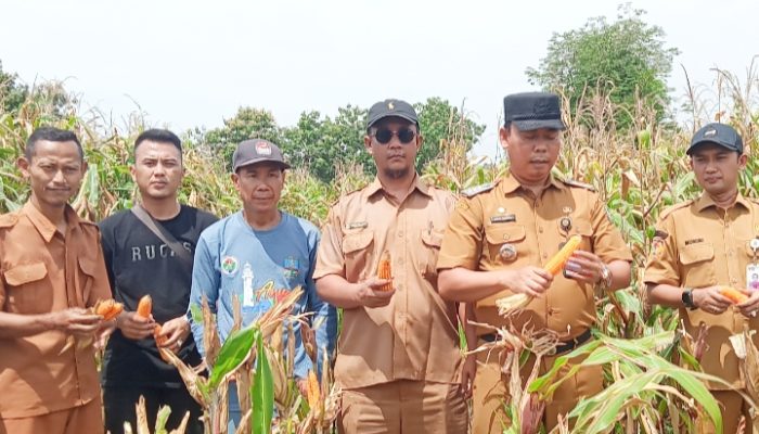 Tiga Bulan Tanam hingga Panen, Jagung BUMDes Cikoneng Jadi Pondasi Kesejahteraan Desa