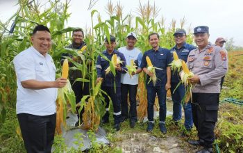 Kolaborasi PT Timah dan Petani Belitung Hasilkan 1,5 Ton Jagung di Lahan Eks Tambang