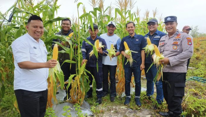 Kolaborasi PT Timah dan Petani Belitung Hasilkan 1,5 Ton Jagung di Lahan Eks Tambang