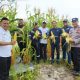 Kolaborasi PT Timah dan Petani Belitung Hasilkan 1,5 Ton Jagung di Lahan Eks Tambang