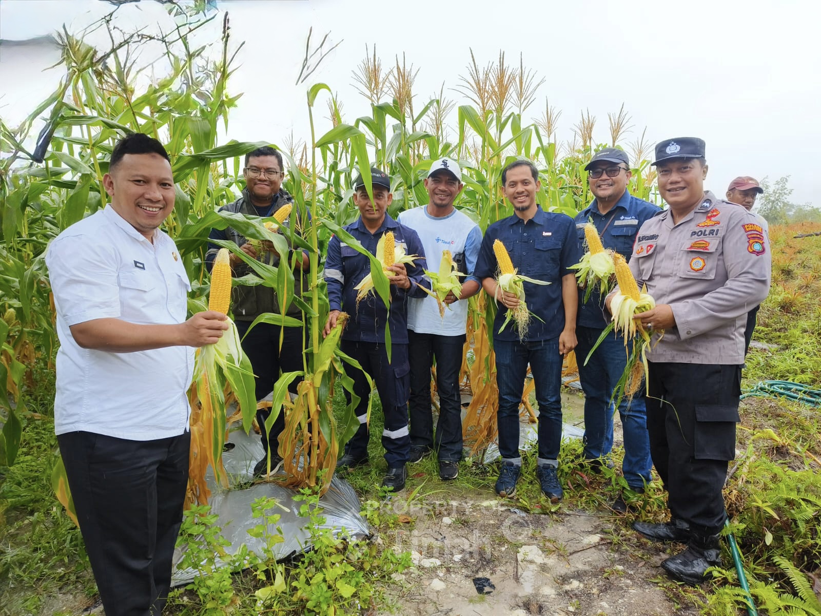 Kolaborasi PT Timah dan Petani Belitung Hasilkan 1,5 Ton Jagung di Lahan Eks Tambang