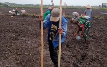 Kolaborasi TNI dan Warga di Pulau Lepar, Lahan Tidur Disulap Jadi Kebun Jagung