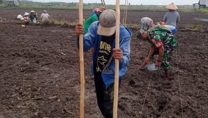 Kolaborasi TNI dan Warga di Pulau Lepar, Lahan Tidur Disulap Jadi Kebun Jagung