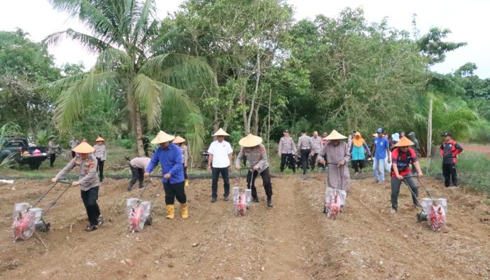 Dukung Program Swasembada Pangan, Polres Bangka Selatan Tanam Jagung Serentak di Desa Rindik